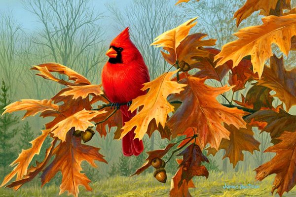 Красивые осенние птицы