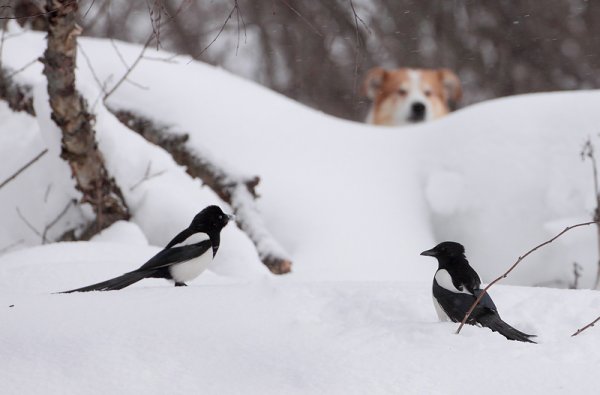 Сорока на снегу