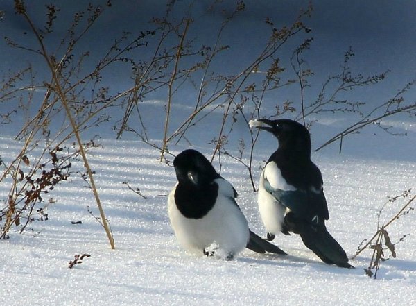 Сорока зимой