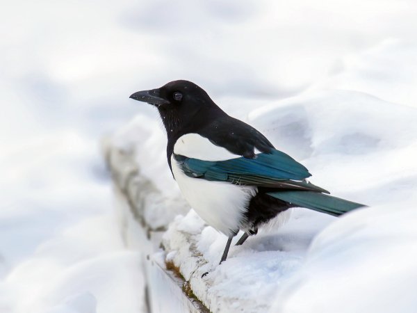 Сорока зимой