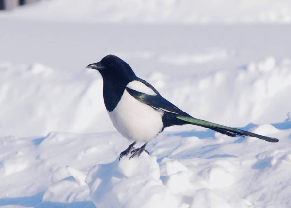 Сорока зимующая