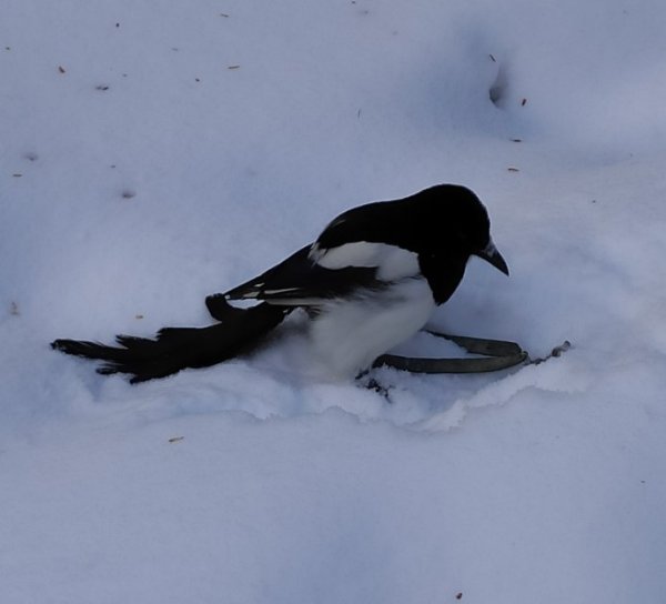 Сорока на снегу картинка