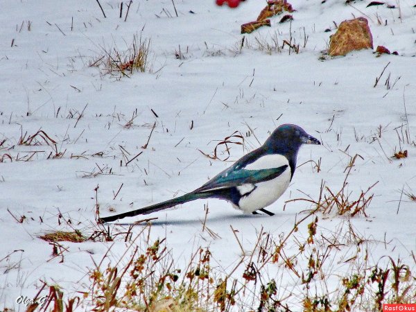 Сорока Перелетная птица