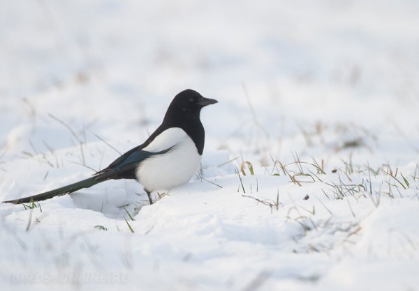 Сорока на снегу