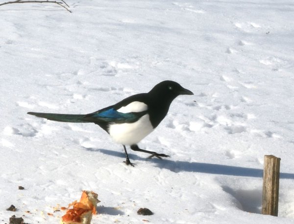 Зимующие птицы сорока
