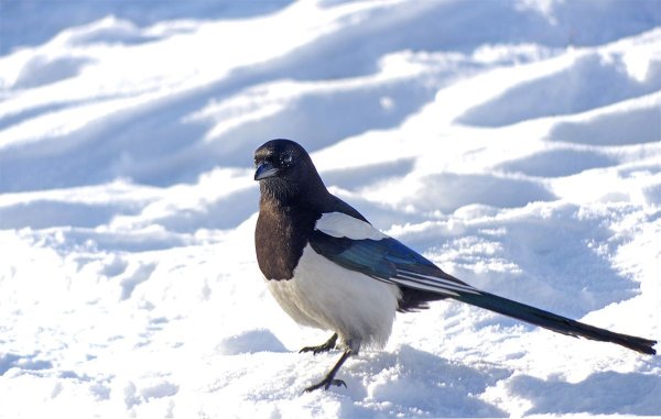 Сорока зимующая птичка