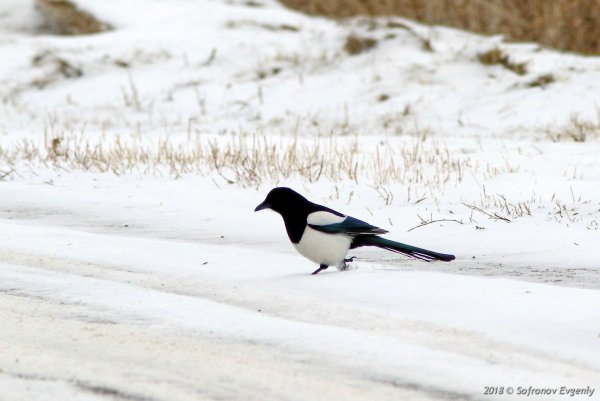 Зимние птицы сорока