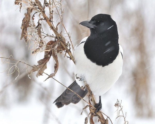 Зимующие птицы сорока