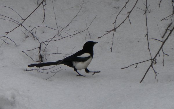 Сорока на снегу
