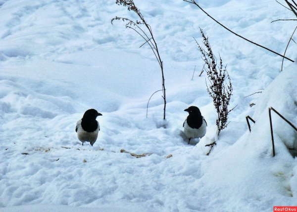 Сорока зимой