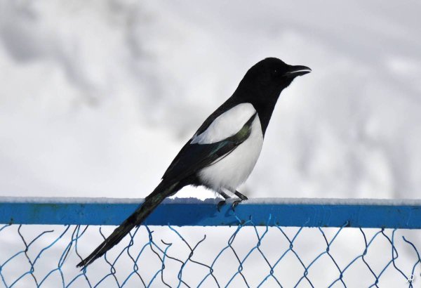 Сорока Сибирская