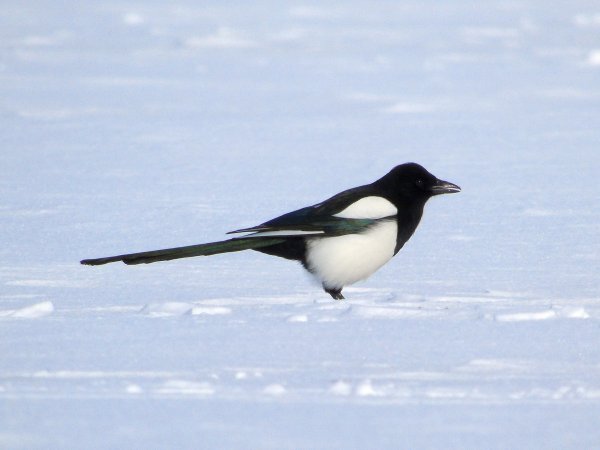 Сорока зимой