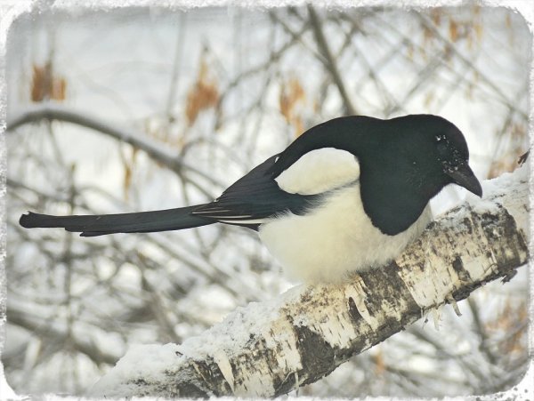 Сорока на снегу