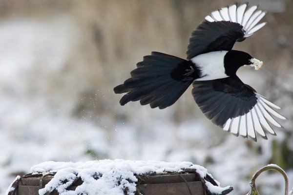 Стая сорок зимой