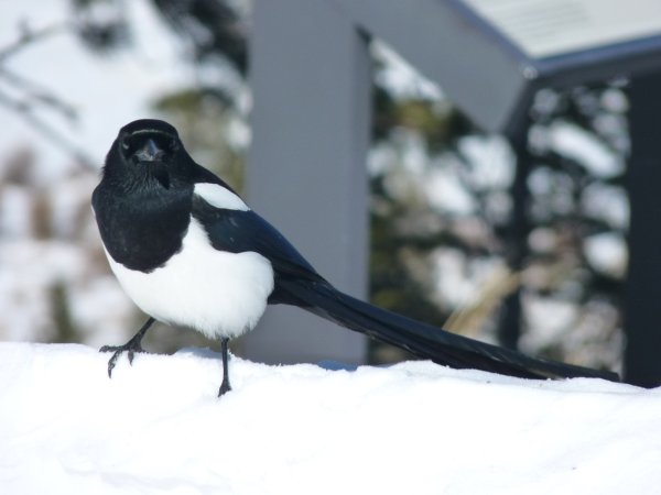 Птицы зимой сорока