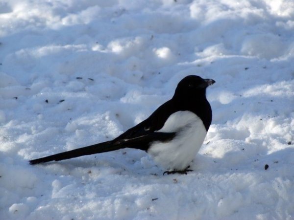 Сороки зимой следы