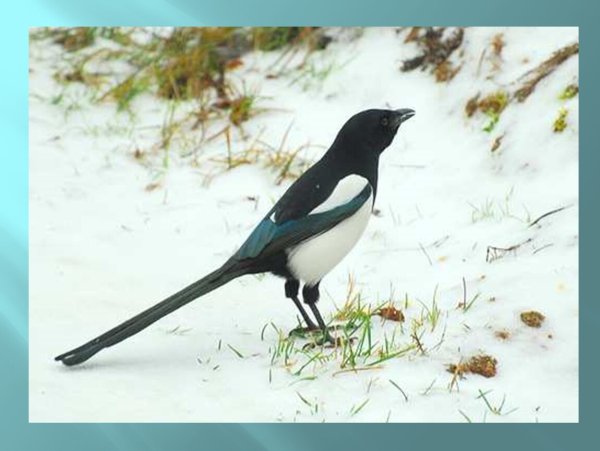 Птицы России зимующая сорока