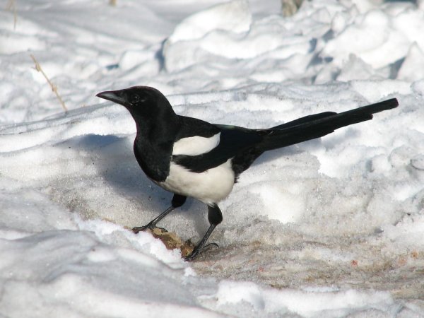 Сорока зимующая