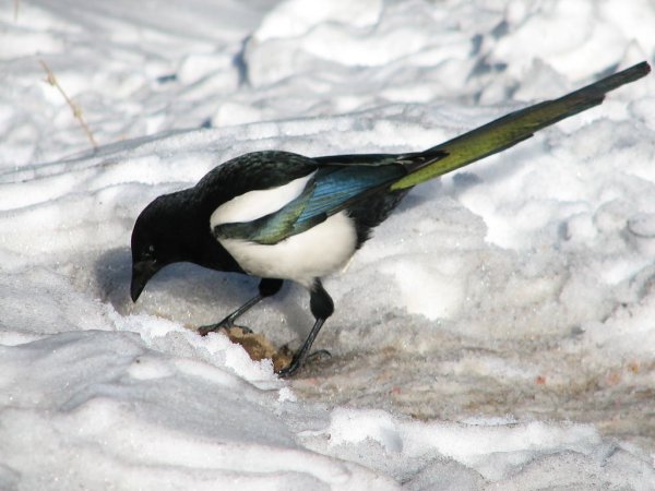 Птицы зимой сорока