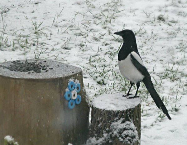 Сорока зимой
