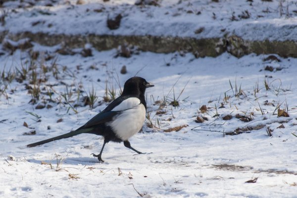 Сорока зимой