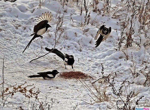 Сорока на снегу