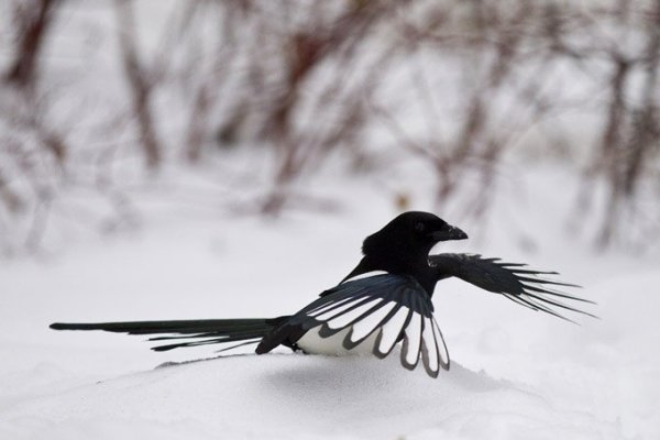 Сорока летает зимой