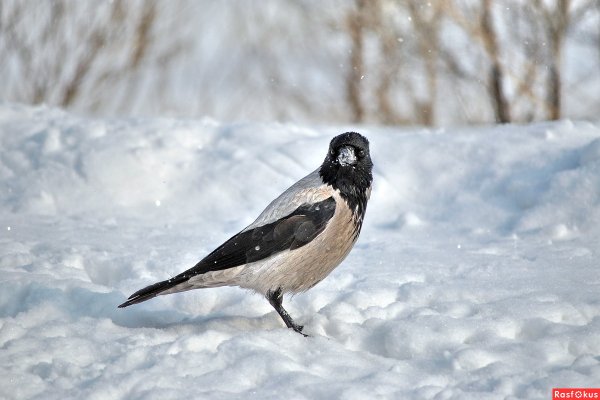Зимующие птицы ворона