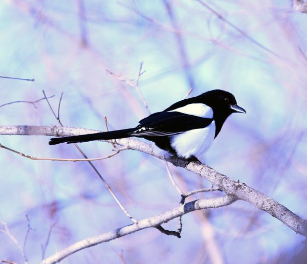 Сорока зимующая птичка