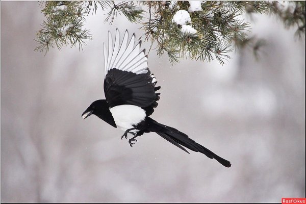 Зимующие птицы сорока