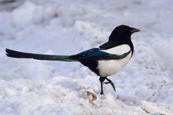 Сорока зимующая