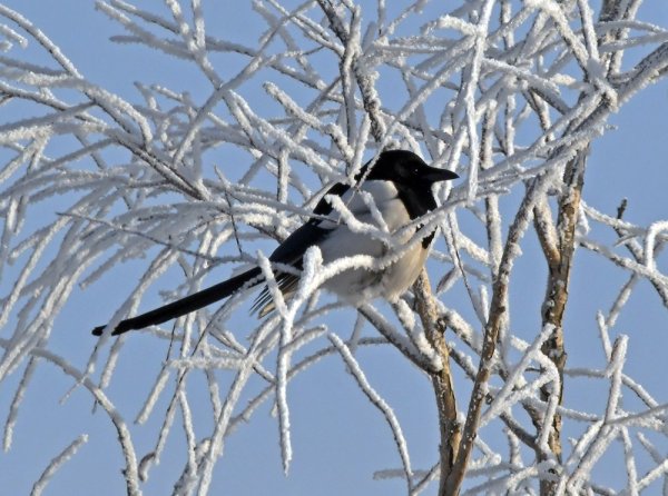 Сорока зимующая