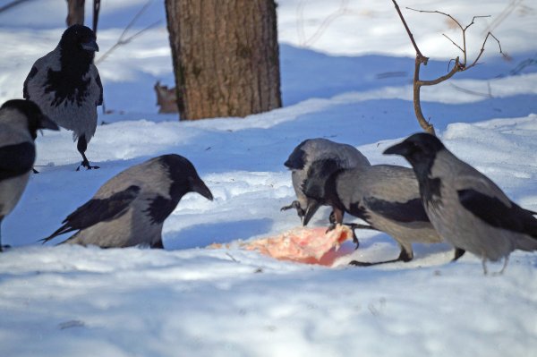 Вороны зимой