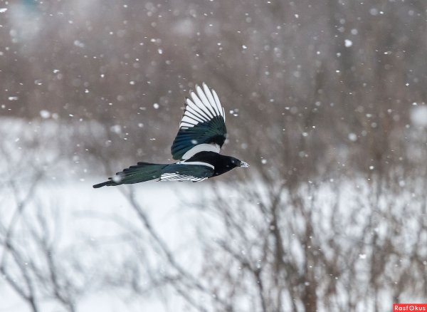 Сорока полет