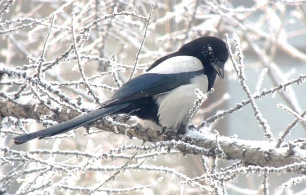 Сорока зимующая