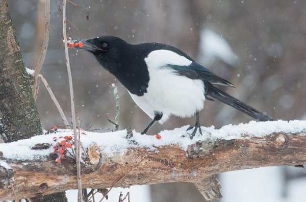 Сорока зимующая
