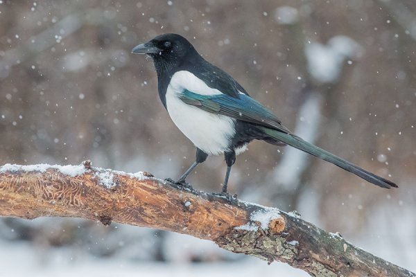 Зимние птицы сорока