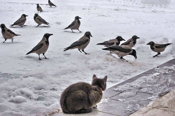 Вороны на льду