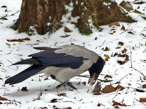 Серая ворона кормушка