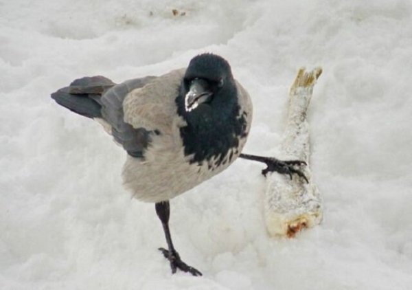 Сорока и ворона зимой