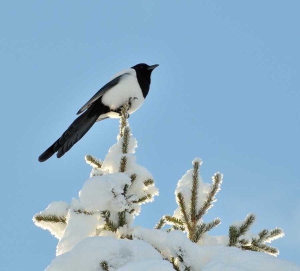 Лесная сорока зимой