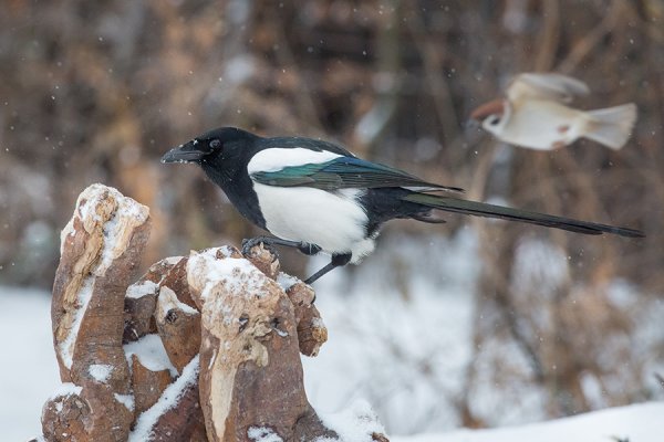 Сорока зимой