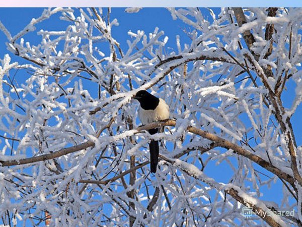 Сорока в зимнем лесу