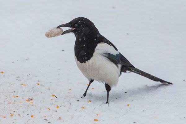 Сорока и синица