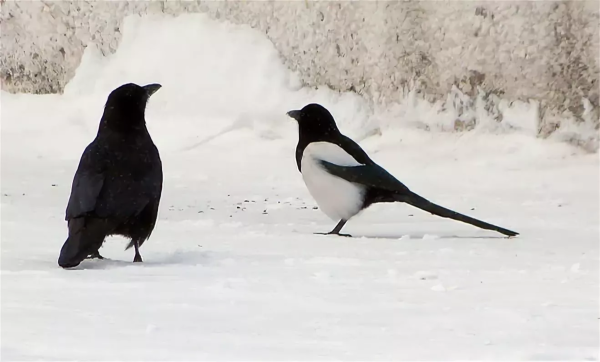 Вороны и сороки зимой