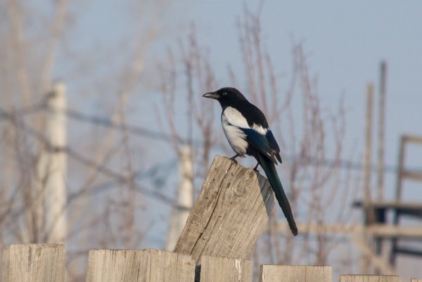 Сорока на столбе