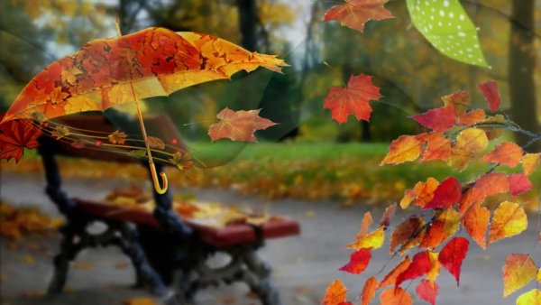 Осень листопад дождь