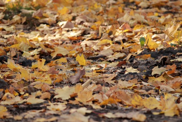 Е Трутнева осень