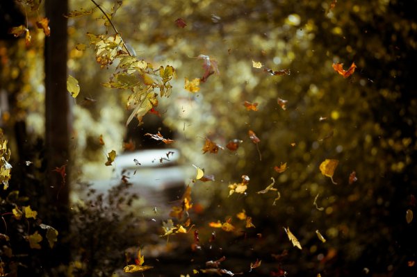 Осень ветер листья