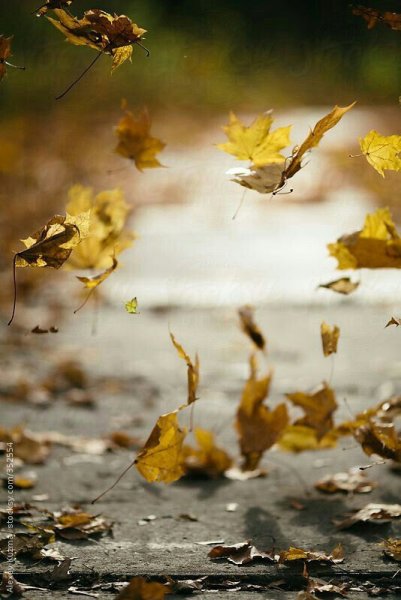 Падающие осенние листья